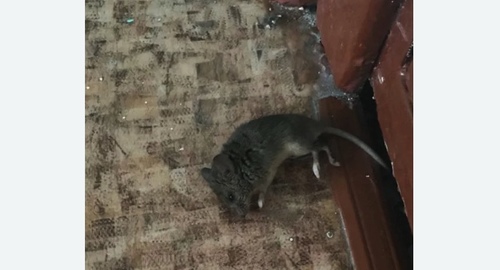 Дезинфекция от мышей в Усолье-Сибирском