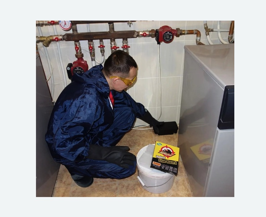 Уничтожение крыс Уничтожение крыс в Усолье-Сибирском