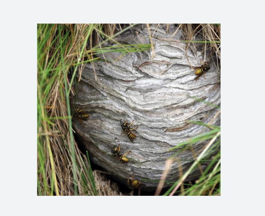 Уничтожение ос и ульев Уничтожение ос и ульев в Усолье-Сибирском